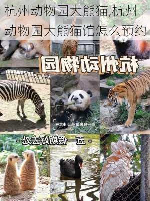 杭州动物园大熊猫,杭州动物园大熊猫馆怎么预约