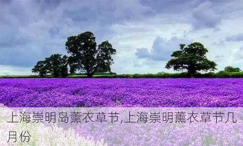 上海崇明岛薰衣草节,上海崇明薰衣草节几月份