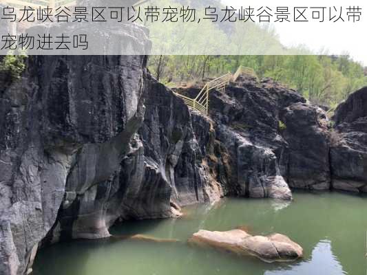 乌龙峡谷景区可以带宠物,乌龙峡谷景区可以带宠物进去吗