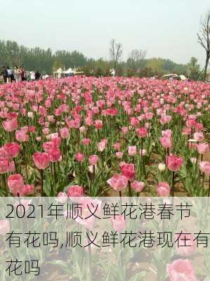 2021年顺义鲜花港春节有花吗,顺义鲜花港现在有花吗