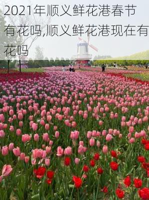 2021年顺义鲜花港春节有花吗,顺义鲜花港现在有花吗