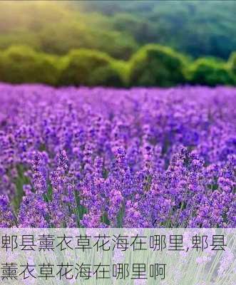 郫县薰衣草花海在哪里,郫县薰衣草花海在哪里啊