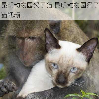 昆明动物园猴子猫,昆明动物园猴子猫视频