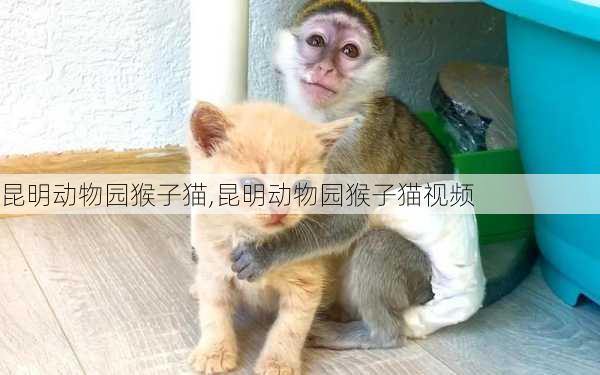 昆明动物园猴子猫,昆明动物园猴子猫视频