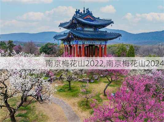 南京梅花山2022,南京梅花山2024