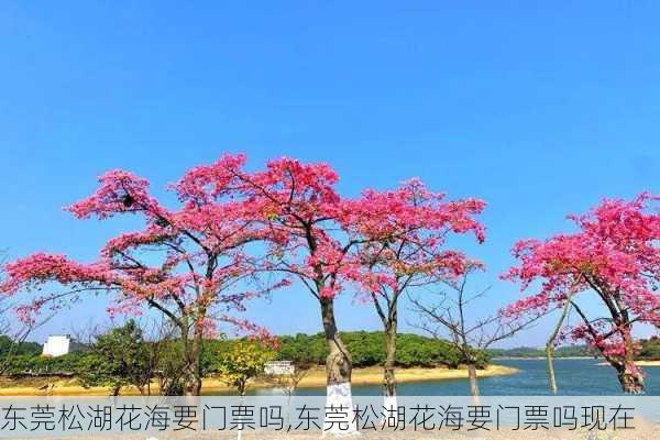 东莞松湖花海要门票吗,东莞松湖花海要门票吗现在