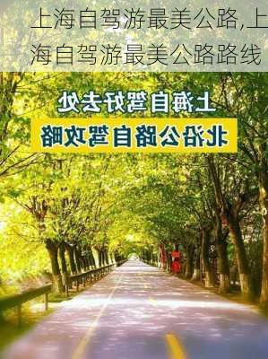 上海自驾游最美公路,上海自驾游最美公路路线