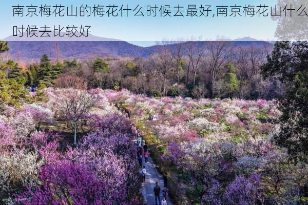 南京梅花山的梅花什么时候去最好,南京梅花山什么时候去比较好