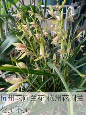 杭州花圃兰花,杭州花圃兰花卖不卖