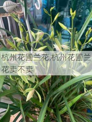 杭州花圃兰花,杭州花圃兰花卖不卖