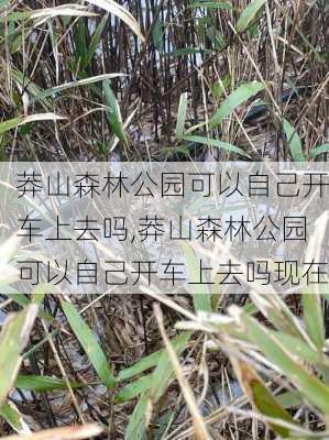 莽山森林公园可以自己开车上去吗,莽山森林公园可以自己开车上去吗现在