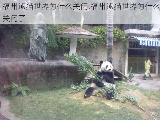 福州熊猫世界为什么关闭,福州熊猫世界为什么关闭了