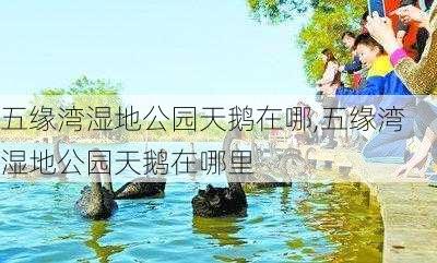 五缘湾湿地公园天鹅在哪,五缘湾湿地公园天鹅在哪里