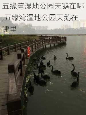 五缘湾湿地公园天鹅在哪,五缘湾湿地公园天鹅在哪里