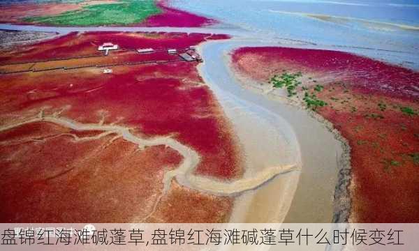 盘锦红海滩碱蓬草,盘锦红海滩碱蓬草什么时候变红