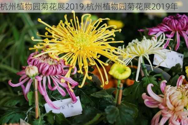 杭州植物园菊花展2019,杭州植物园菊花展2019年