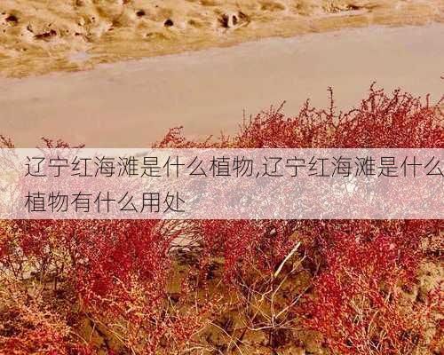 辽宁红海滩是什么植物,辽宁红海滩是什么植物有什么用处