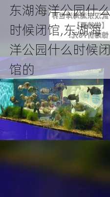 东湖海洋公园什么时候闭馆,东湖海洋公园什么时候闭馆的