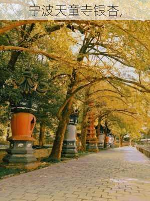 宁波天童寺银杏,