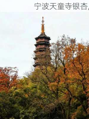 宁波天童寺银杏,