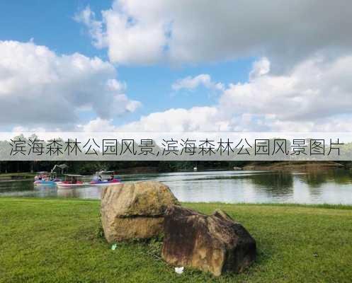 滨海森林公园风景,滨海森林公园风景图片