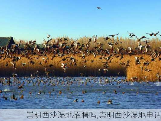 崇明西沙湿地招聘吗,崇明西沙湿地电话