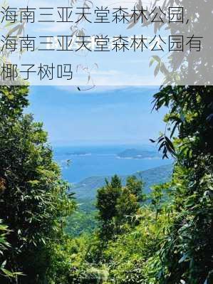 海南三亚天堂森林公园,海南三亚天堂森林公园有椰子树吗