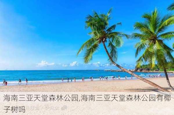 海南三亚天堂森林公园,海南三亚天堂森林公园有椰子树吗