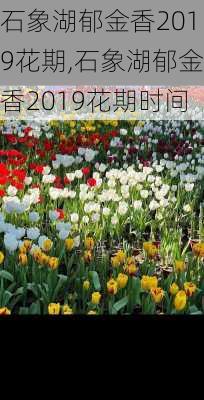 石象湖郁金香2019花期,石象湖郁金香2019花期时间