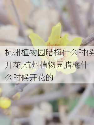 杭州植物园腊梅什么时候开花,杭州植物园腊梅什么时候开花的