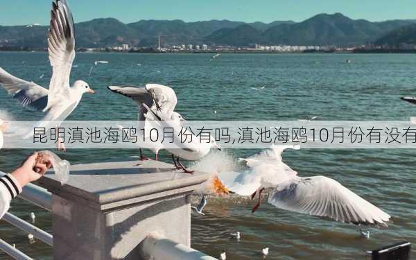 昆明滇池海鸥10月份有吗,滇池海鸥10月份有没有