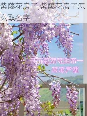 紫藤花房子,紫藤花房子怎么取名字